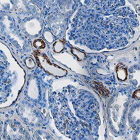 Cytokeratin 19 antibody in Human Kidney by Immunohistochemistry (IHC-P).