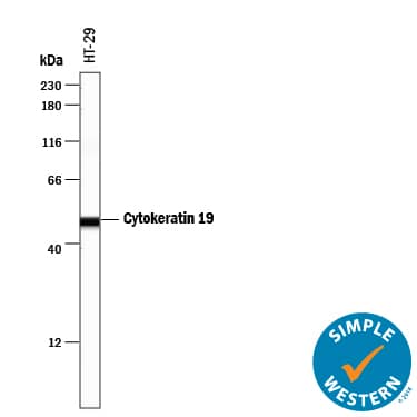 Detection of Human Cytokeratin 19 antibody by Simple WesternTM.