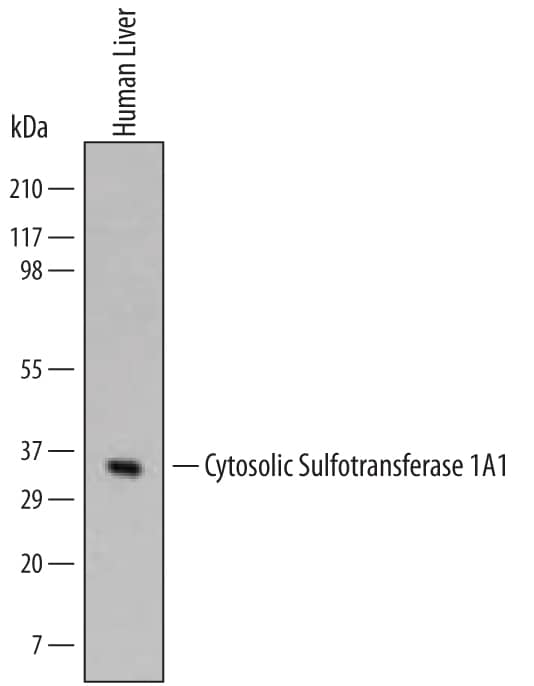 Detection of Human Cytosolic Sulfotransferase 1A1/SULT1A1 antibody by Western Blot.