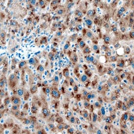 Cytosolic Sulfotransferase 1B1/SULT1B1 antibody in Human Liver by Immunohistochemistry (IHC-P).