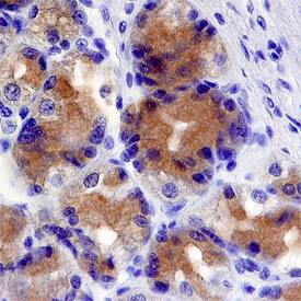 Cytosolic Sulfotransferase 1C2/SULT1C2 antibody in Human Stomach by Immunohistochemistry (IHC-P).