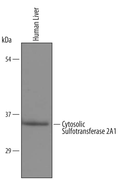 Detection of Human Cytosolic Sulfotransferase 2A1/ SULT2A1 antibody by Western Blot.