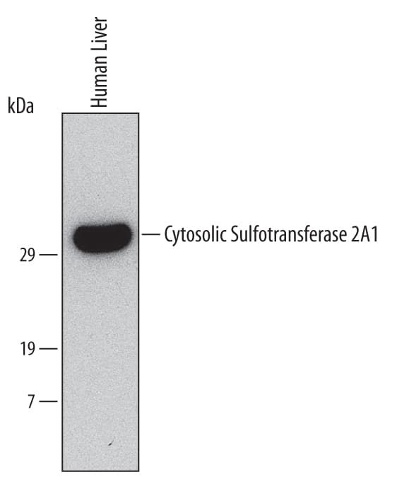 Detection of Human Cytosolic Sulfotransferase 2A1/SULT2A1 antibody by Western Blot.