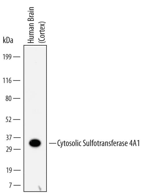 Detection of Human Cytosolic Sulfotransferase 4A1/SULT4A1 antibody by Western Blot.