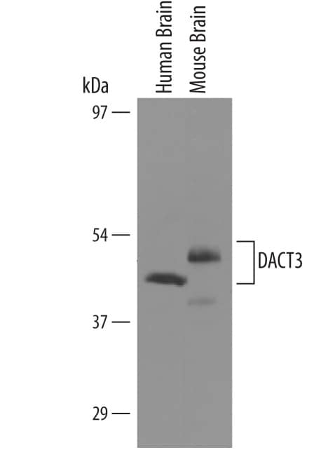 Detection of Human and Mouse DACT3/Dapper 3 antibody by Western Blot.