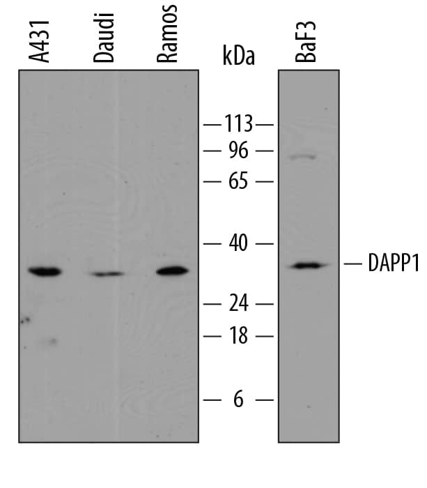 Detection of Human and Mouse DAPP1 antibody by Western Blot.