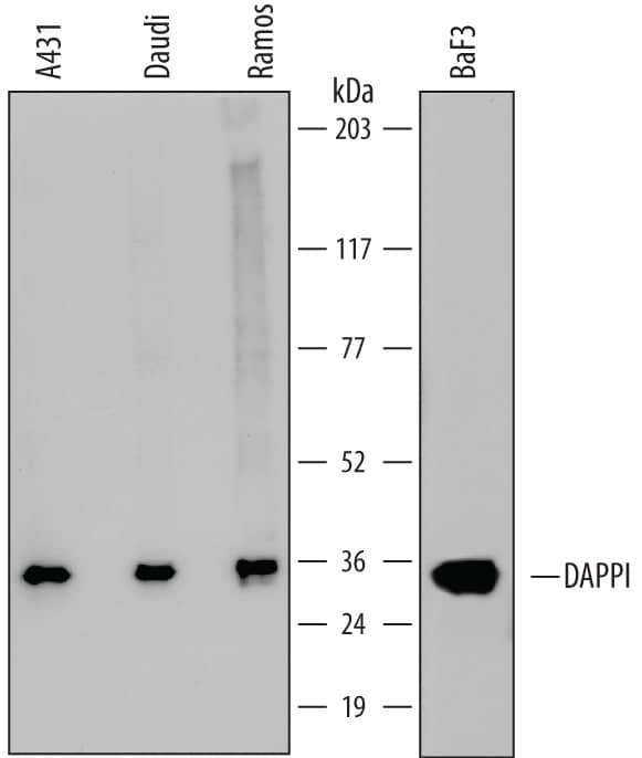 Detection of Human and Mouse DAPP1 antibody by Western Blot.