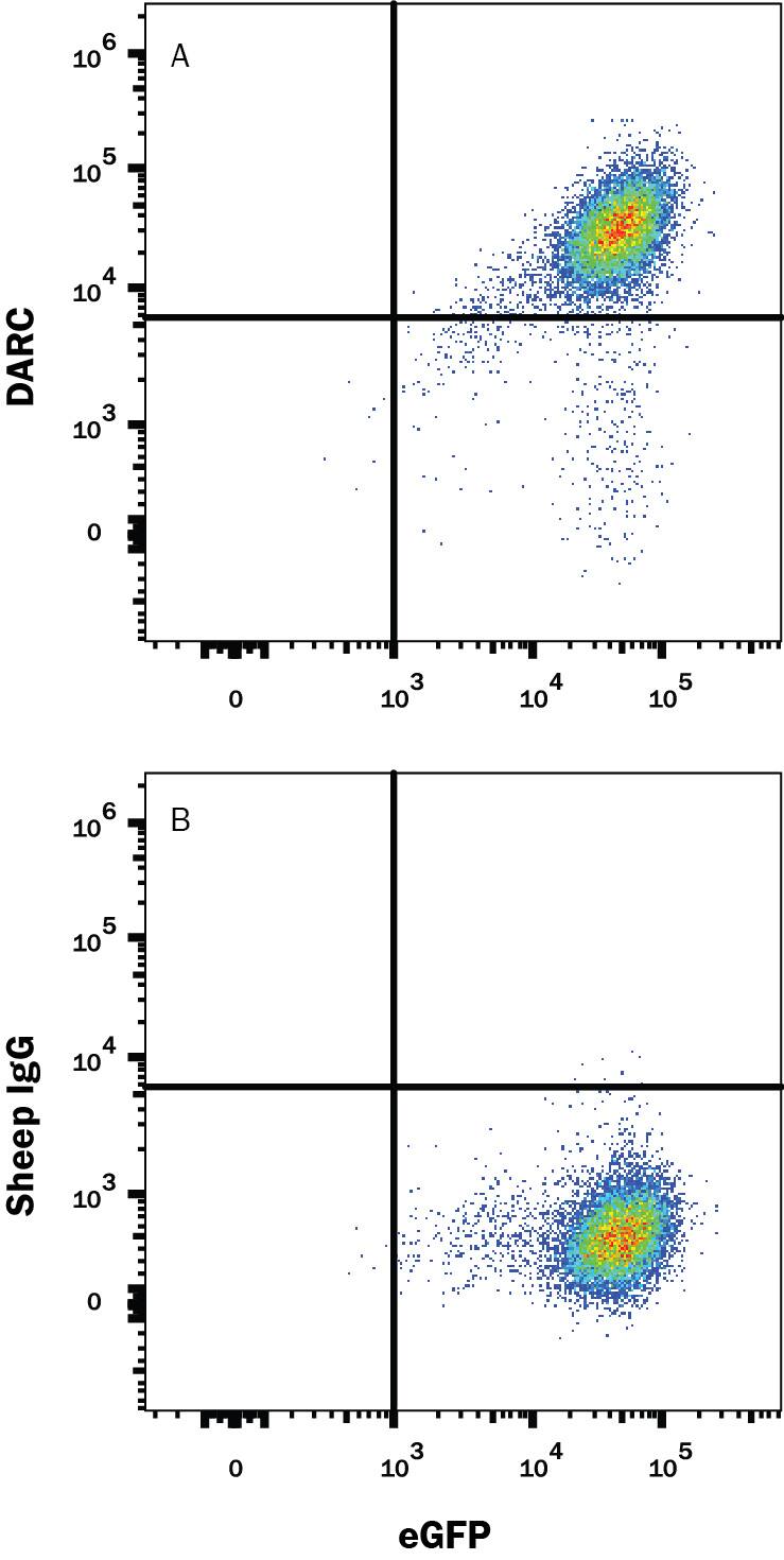 Detection of DARC antibody in HEK293 Human Cell Line Transfected with Mouse DARC and eGFP antibody by Flow Cytometry.