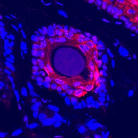 DARC antibody in Mouse Skin by Immunohistochemistry (IHC-Fr).