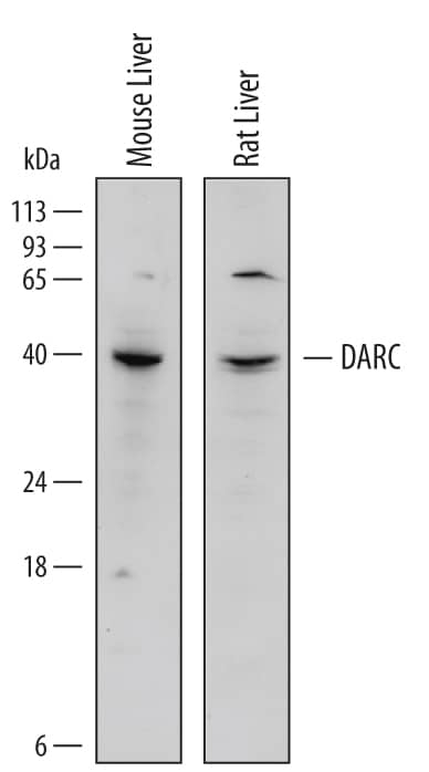 Detection of Mouse and Rat DARC antibody by Western Blot.