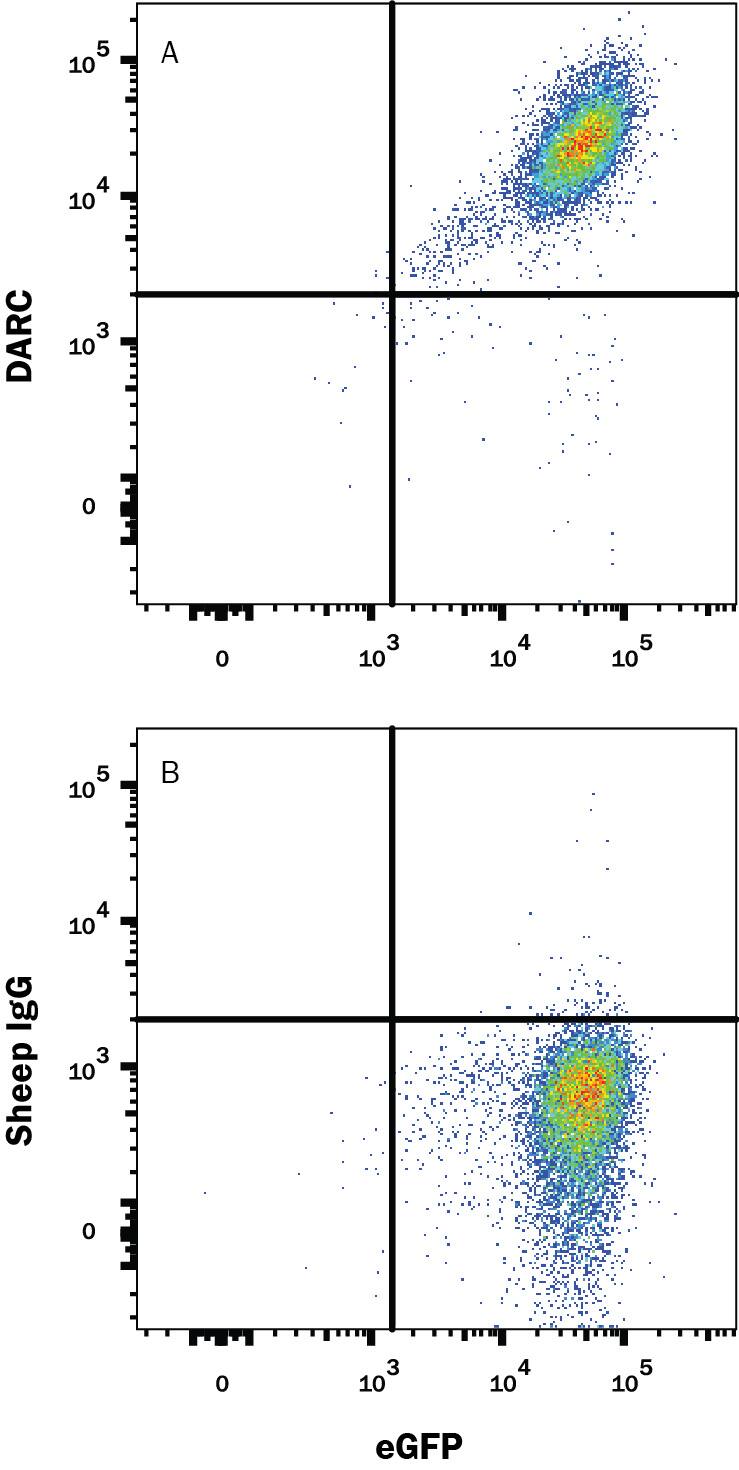 Detection of DARC antibody in HEK293 Human Cell Line Transfected with Mouse DARC and eGFP antibody by Flow Cytometry.