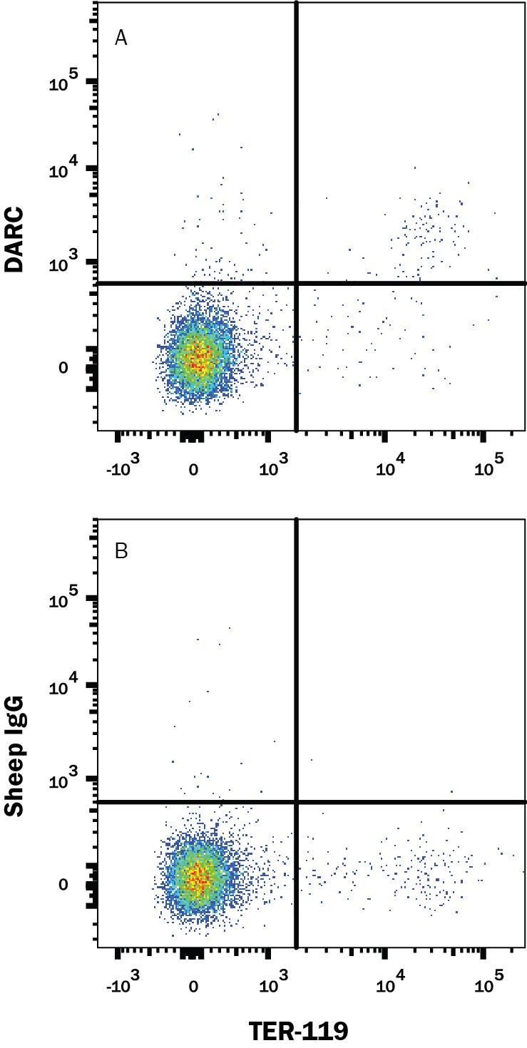 Detection of DARC antibody in Mouse Splenocytes antibody by Flow Cytometry.