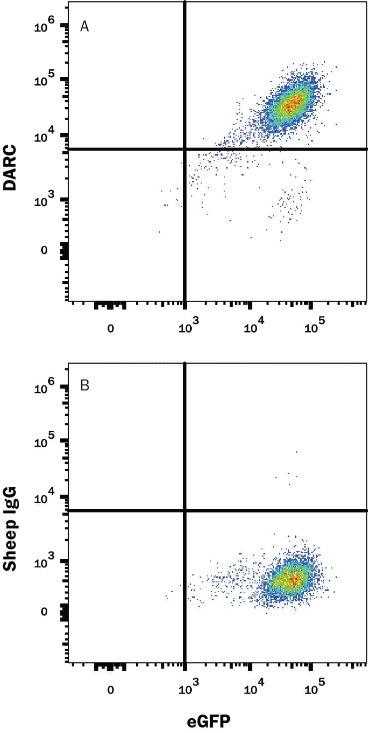 Detection of DARC antibody in HEK293 Human Cell Line Transfected with Mouse DARC and eGFP antibody by Flow Cytometry.