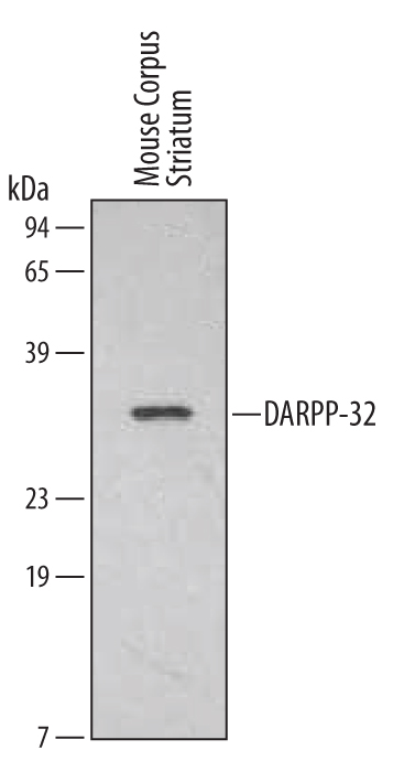 Detection of Mouse/Rat DARPP-32 antibody by Western Blot.