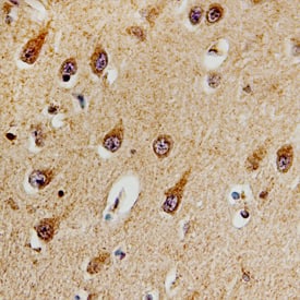 DCLK1 antibody in Human Brain by Immunohistochemistry (IHC-P).