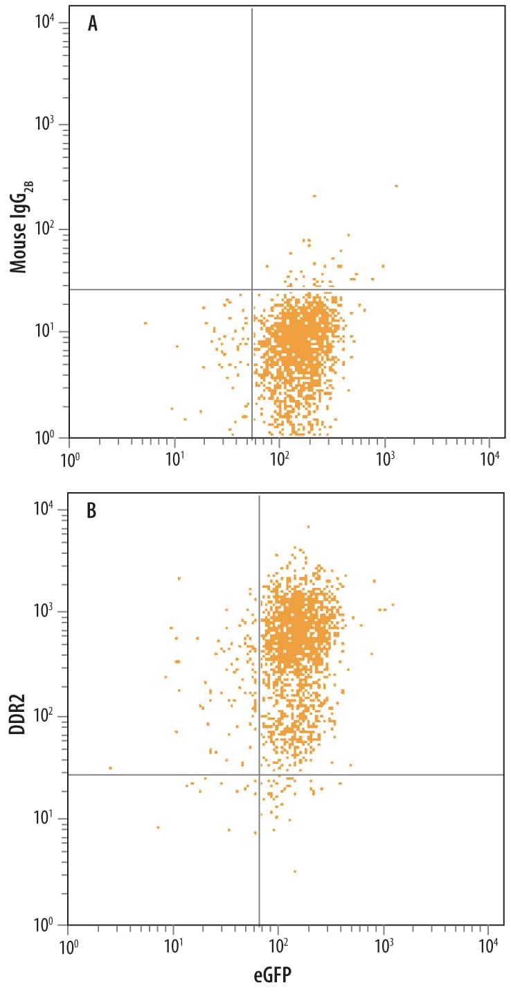 Detection of Human DDR2 antibody in HEK293 Human Cell Line