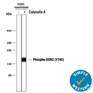 Detection of Human Phospho-DDR2 (Y740) antibody by Simple WesternTM.