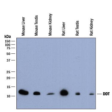 Detection of Mouse and Rat DDT antibody by Western Blot.