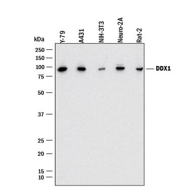 Detection of Human, Mouse, and Rat DDX1 antibody by Western Blot.