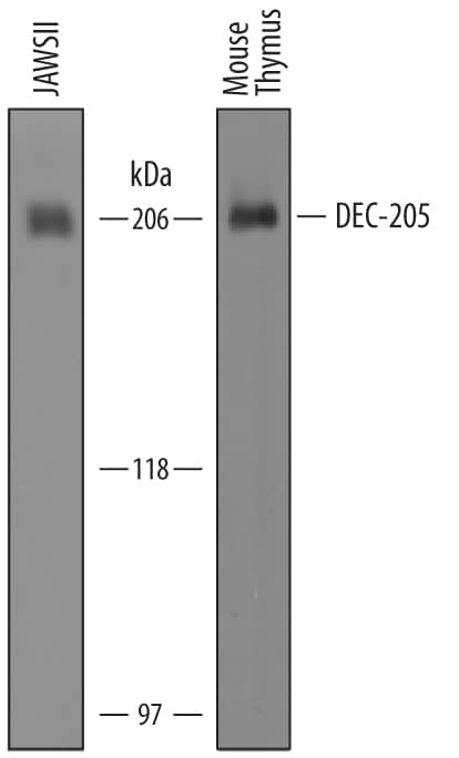 Detection of Mouse DEC-205/CD205 antibody by Western Blot.