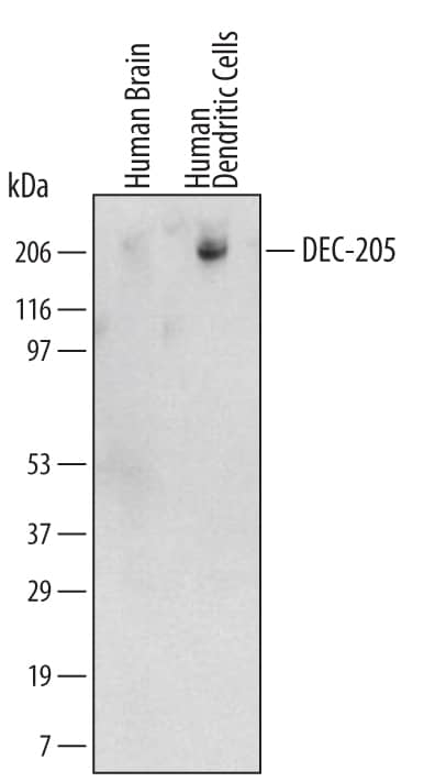 Detection of Human DEC-205/CD205 antibody by Western Blot.