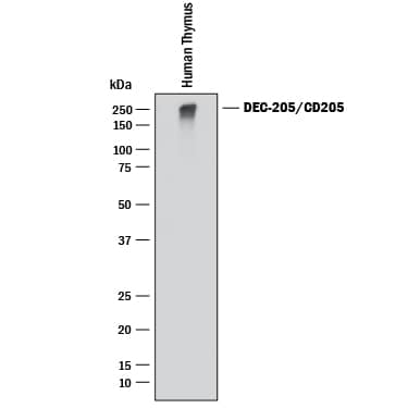 Detection of Human DEC-205/CD205 antibody by Western Blot.