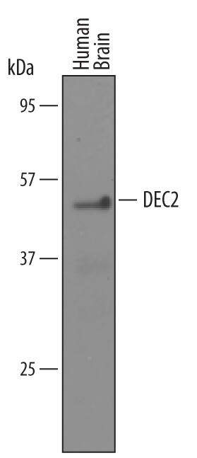 Detection of Human DEC2 antibody by Western Blot.