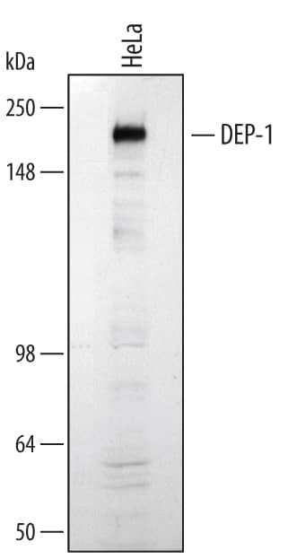 Detection of Human DEP-1/CD148 antibody by Western Blot.