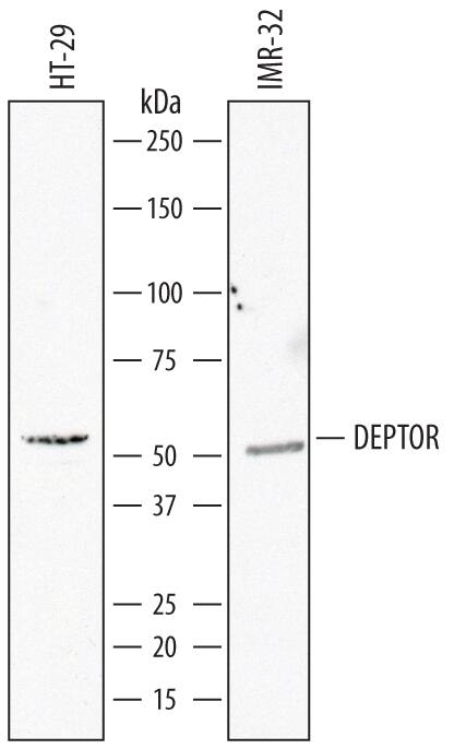 Detection of Human DEPTOR/DEPDC6 antibody by Western Blot.