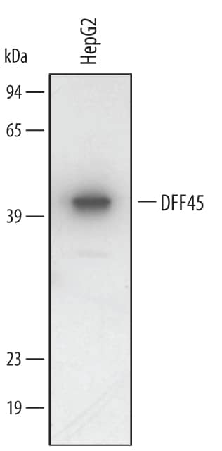 Detection of Human DFF45/ICAD antibody by Western Blot.