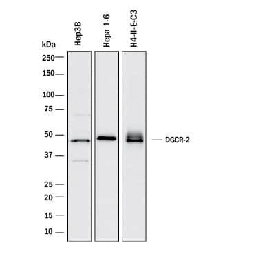 Detection of Human, Mouse, and Rat DGCR2 antibody by Western Blot.