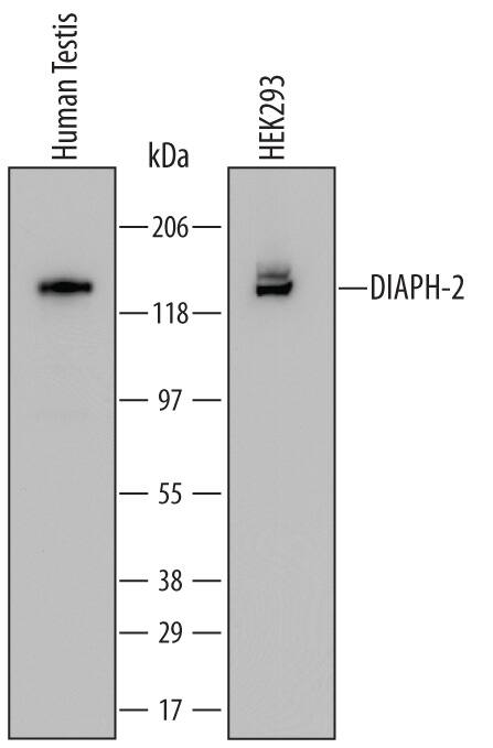 Detection of Human DIAPH-2 antibody by Western Blot.