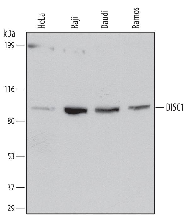 Detection of Human DISC1 antibody by Western Blot.