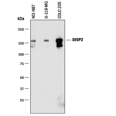 Detection of Human DISP2 antibody by Western Blot.