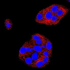 DLL1 antibody in HepG2 Human Cell Line by Immunocytochemistry (ICC).