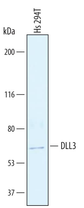 Detection of Human DLL3 antibody by Western Blot.