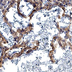 DLL4 antibody in Mouse Embryo by Immunohistochemistry (IHC-P).