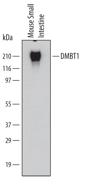 Detection of Mouse DMBT1 antibody by Western Blot.