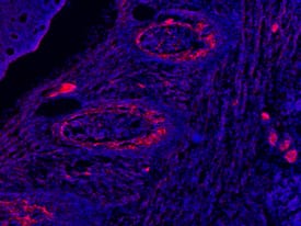 DMP-1 antibody in Embryonic Mouse Rib by Immunohistochemistry (IHC-Fr).