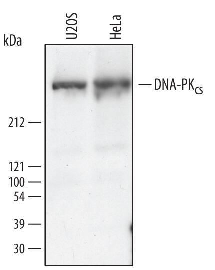 Detection of Human DNA-PKcs antibody by Western Blot.