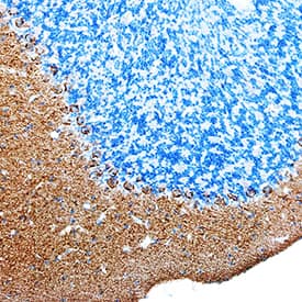 DNER antibody in Mouse Brain by Immunohistochemistry (IHC-Fr).