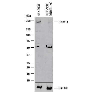 Western Blot Shows Human DNMT1 Antibody Specificity by Using Knockout Cell Line.