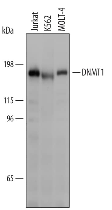 Detection of Human DNMT1 antibody by Western Blot.