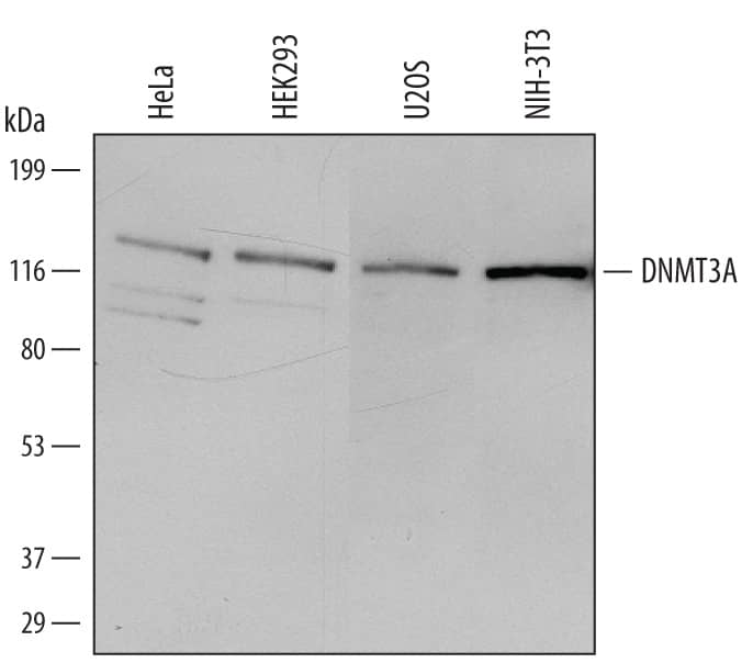 Detection of Human and Mouse DNMT3A antibody by Western Blot.