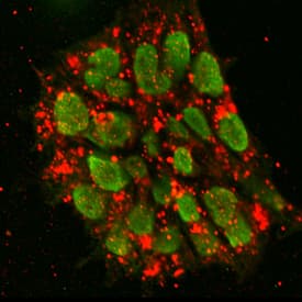DNMT3B antibody in BG01V Human Embryonic Stem Cells by Immunocytochemistry (ICC).