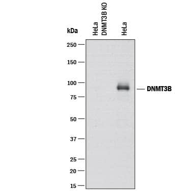 Western Blot Shows Human DNMT3B Antibody Specificity by Using Knockout Cell Line.