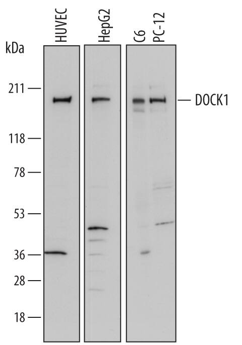 Detection of Human and Rat DOCK1 antibody by Western Blot.