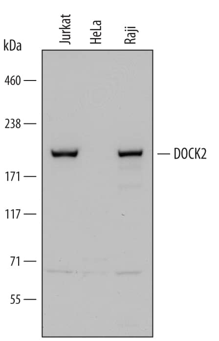 Detection of Human DOCK2 antibody by Western Blot.