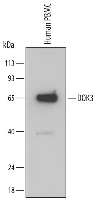 Detection of Human DOK3 antibody by Western Blot.