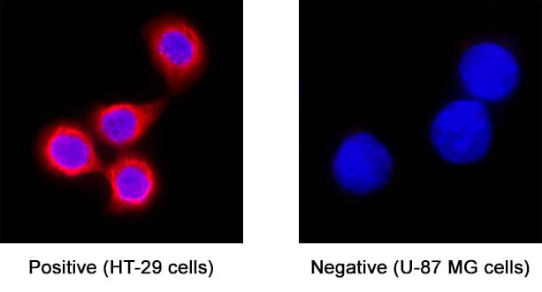 DPCR-1 antibody in HT-29 Human Cell Line by Immunocytochemistry (ICC).